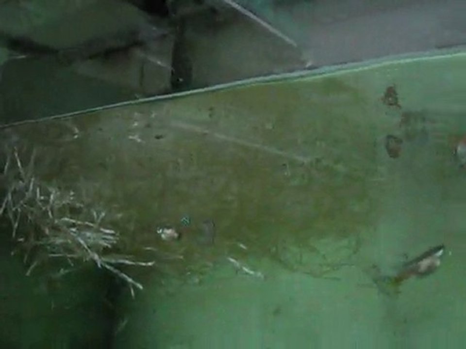 Turkish Metallic Rainbow Guppy Tank (Murat Ukmez)