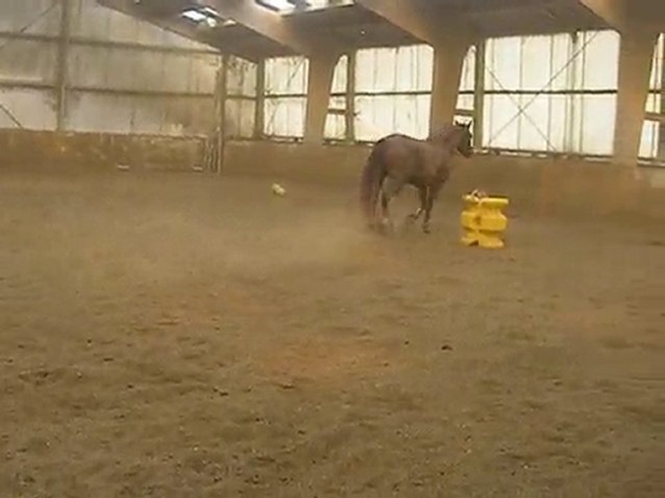 Harry dans le manège