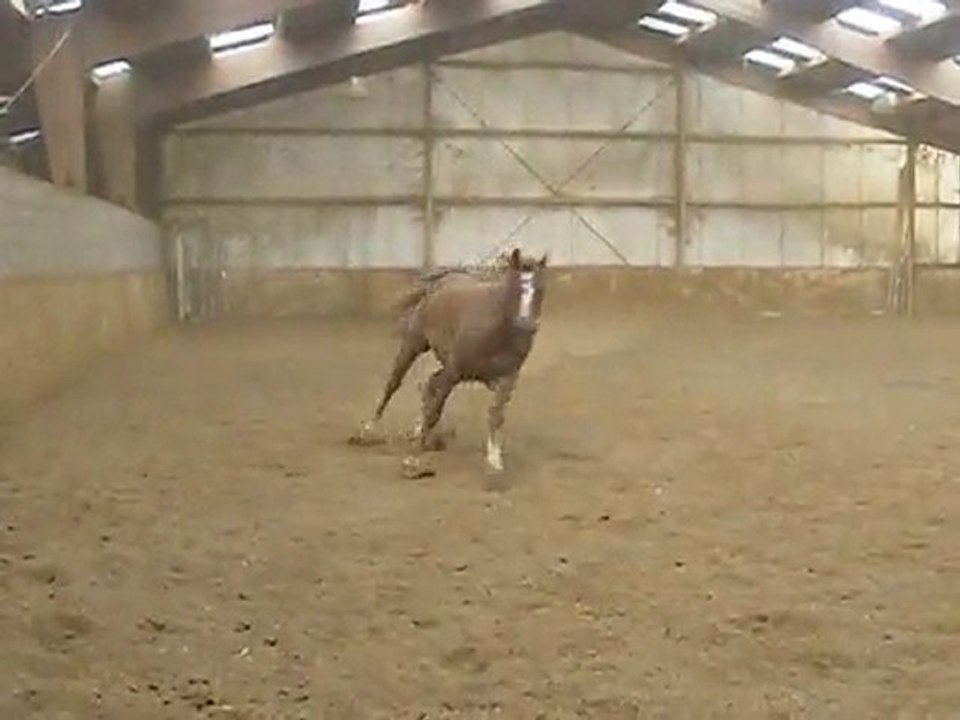 Harry dans le manège
