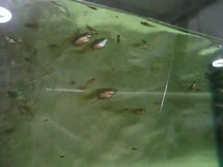 Medusa Guppy Tank (Murat Urkmez)