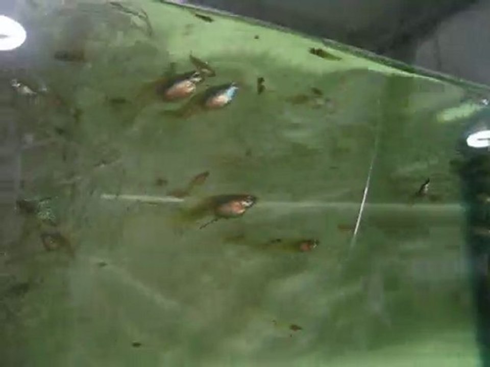Medusa Guppy Tank (Murat Urkmez)