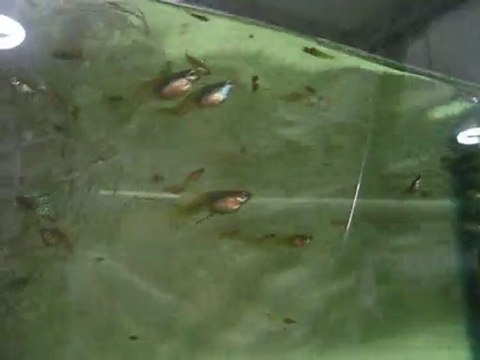 Medusa Guppy Tank (Murat Urkmez)