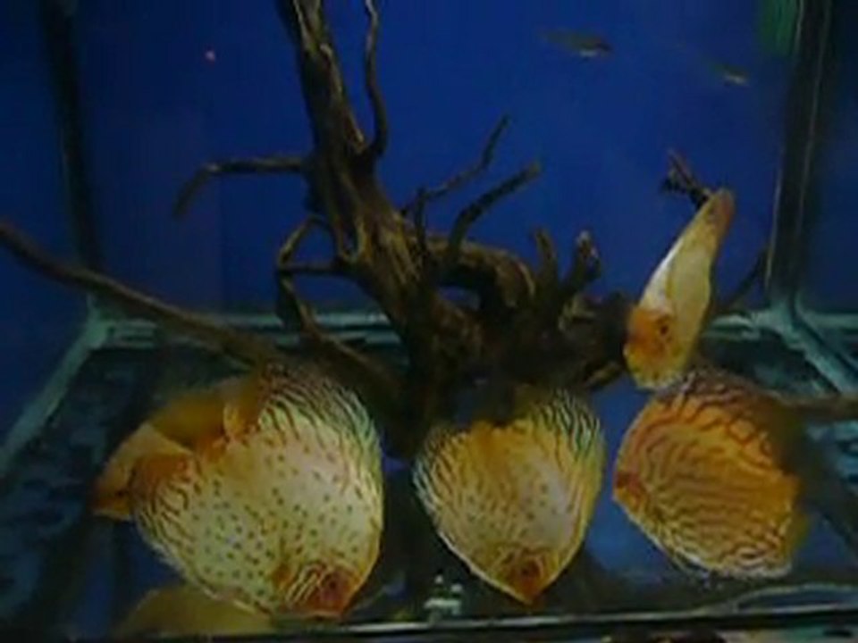 discus