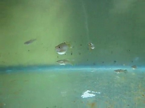 Medusa Guppy Tank 3 (Murat Urkmez)