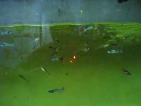 Metal king yellow Lace and Red Lace Guppy 2 (Murat Ukrmez)