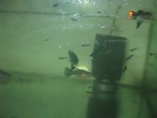 Moscow Blue Guppy Tank 4 (Murat Urkmez)