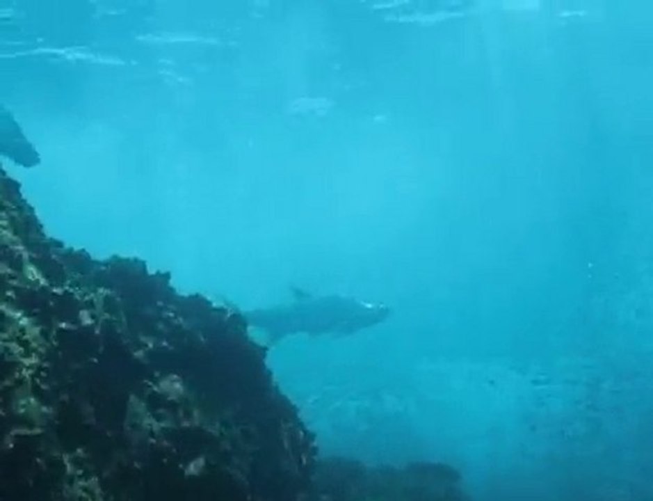 GRENADIER ST BARTH