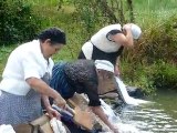 les lavandières de la fête de la batteuse