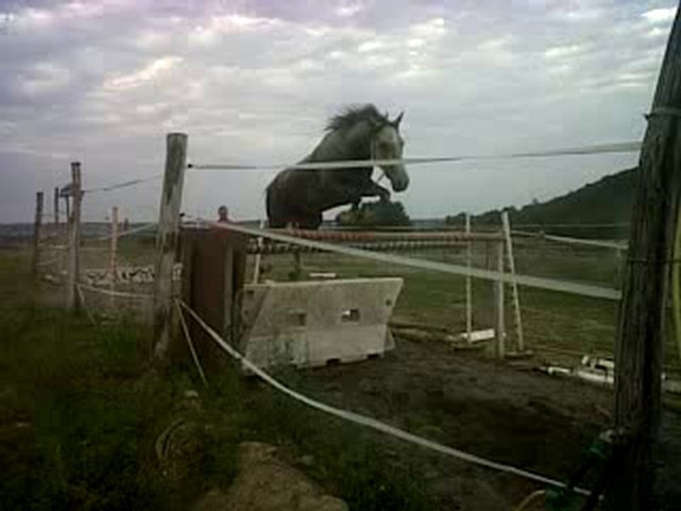 Gaubert poney gris