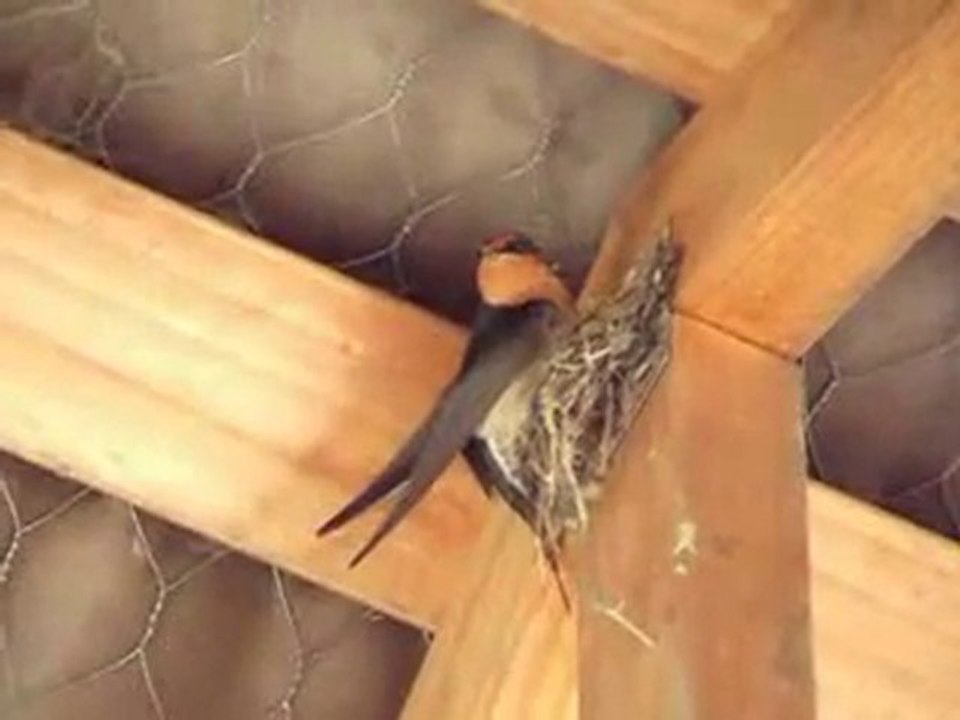 Swallow Nest - Swallow Nest -  Swallow Bird Nest