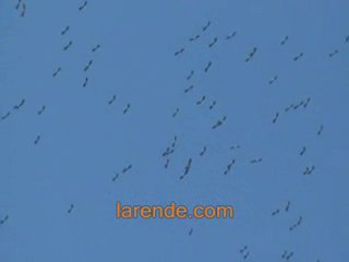 Karaman Semalarında Leyleklerin Göç Dansı