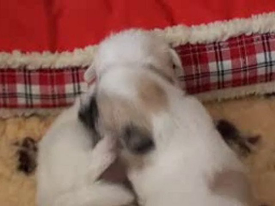 Portée Coco à 26 jours