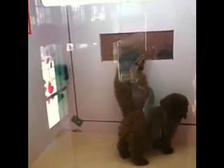 cucciolo balla per guadagnarsi la libertà