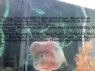 Player Flowerhorn Episode 4