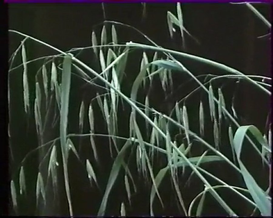 Les inventions de la vie 12 : Le territoire des herbes 2