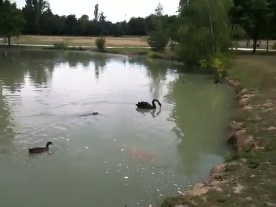 Cygne, Canards et Ragondin
