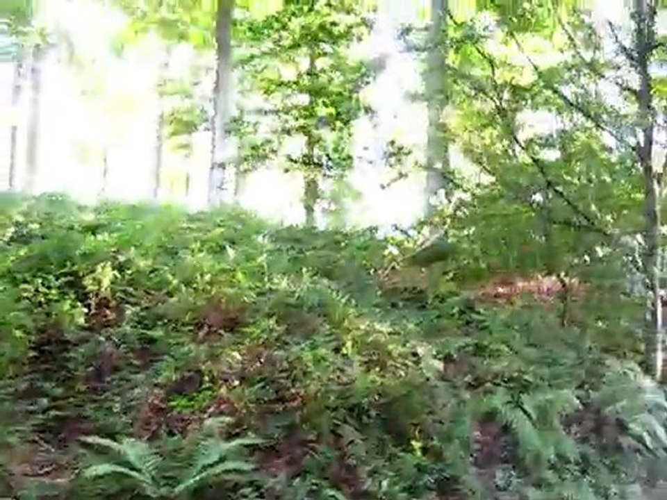 Ulys et Dirk forêt de Soignes