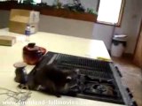 Raccoon meets caramel