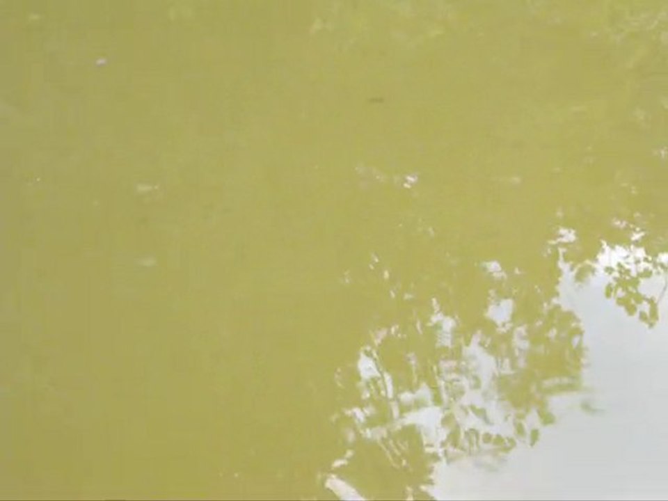 alevins dans poubelarium