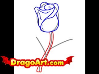 How to draw a rose, step by step