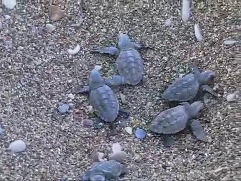 Çıralı' da Caretta Caretta Yumurtadan Çıkış Videosu