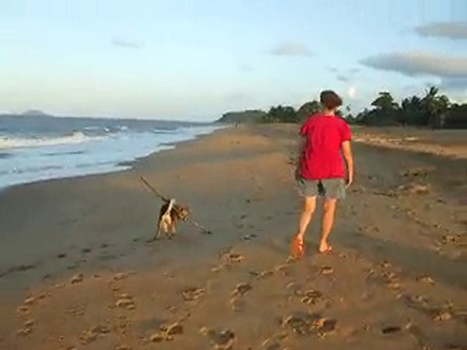 Les aventures de Pinocchio,le chien n°1