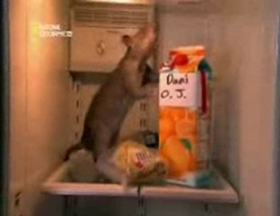 NATIONAL GEOGRAPHIC Malin Comme Un Rat partie 3