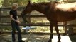 Documentary of Lukas, The World's Smartest Horse