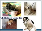 “Como Adiestrar  Perros” Etología Comunicación
