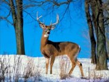 Whitetail Deer Food Plots for Bigger Bucks & Better Hunting
