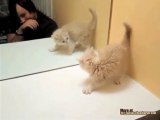 Kitteh Confused By Reflection