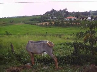 CUBA Le petit cheval cubain
