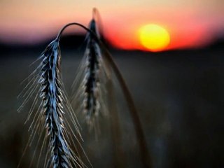 Scenes from childhood. David Castagna