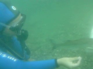 Oxymania vous fait découvrir le milieu sous marin