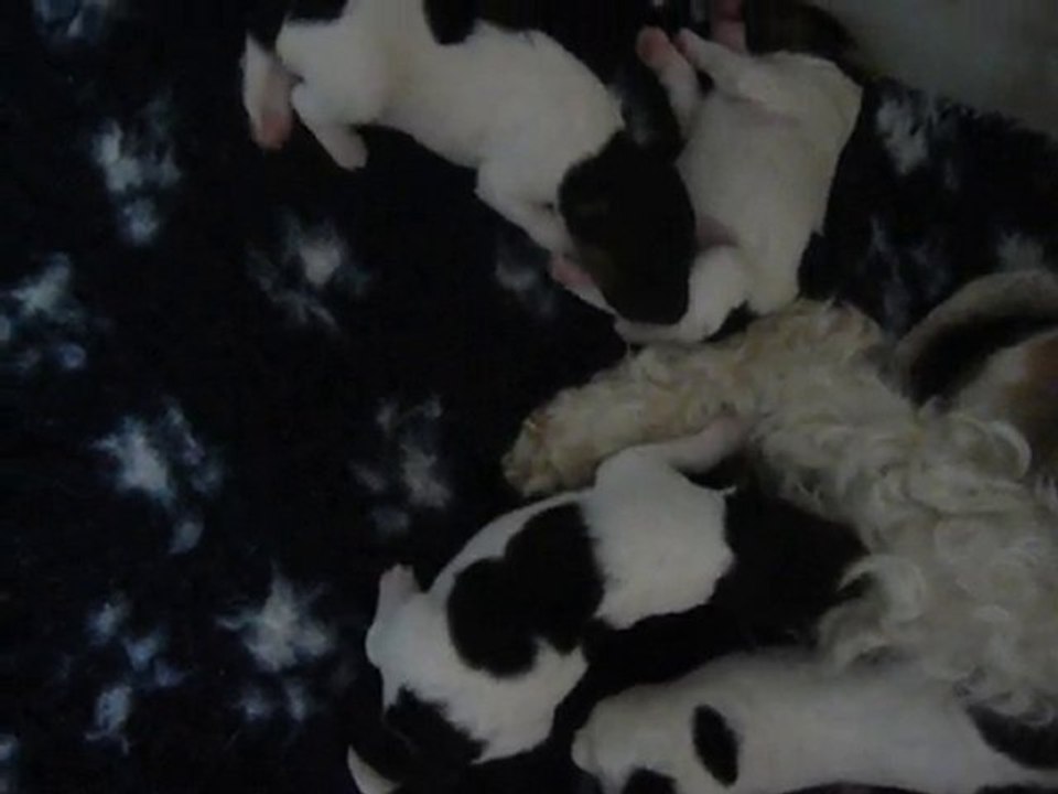 Les bébés de C Cédille de la Barrière Rouge