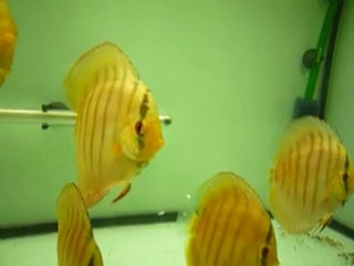 Discus grossissement 25 aout