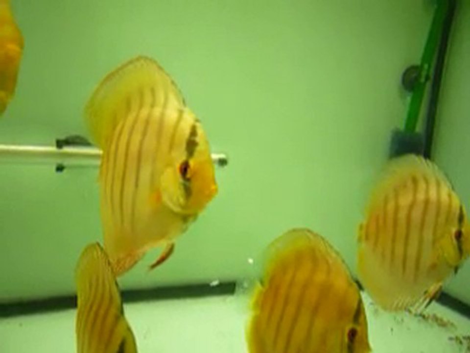 Discus grossissement 25 aout