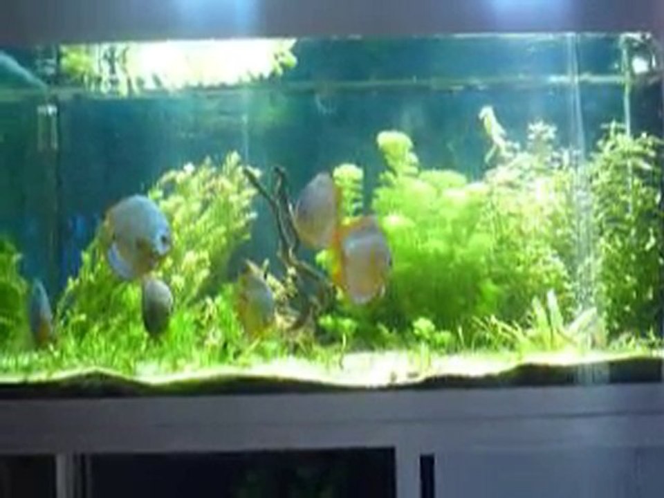 Discus 25 aout