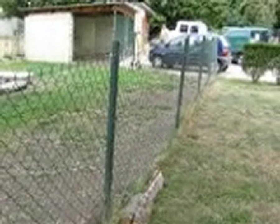 springers spaniels faro et flint "dispo"