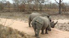 safari.tv diary - 24 August 2010