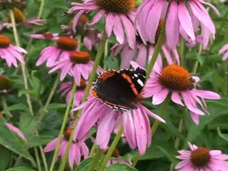 и было лето ( Роман )