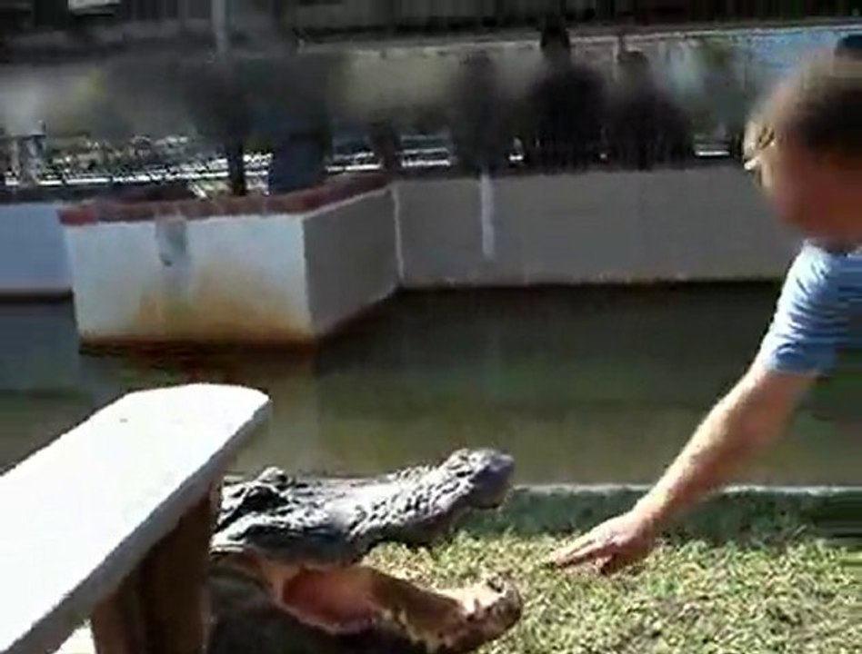 Un alligator ça mord