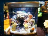 Calabasas Aquarium Service and Maintenance