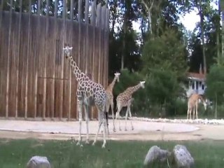Zoo du Parc de la Tête d'Or