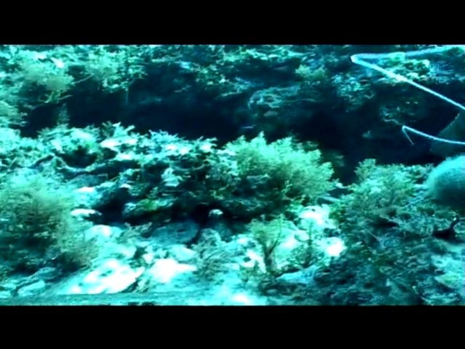 Tα μυστικά του σαργού (Μέρος 3) - Τάσος Χάλαρης
