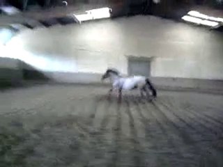 Soir au galop en liberté .