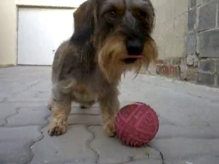 canelle la teckel en train de jouer