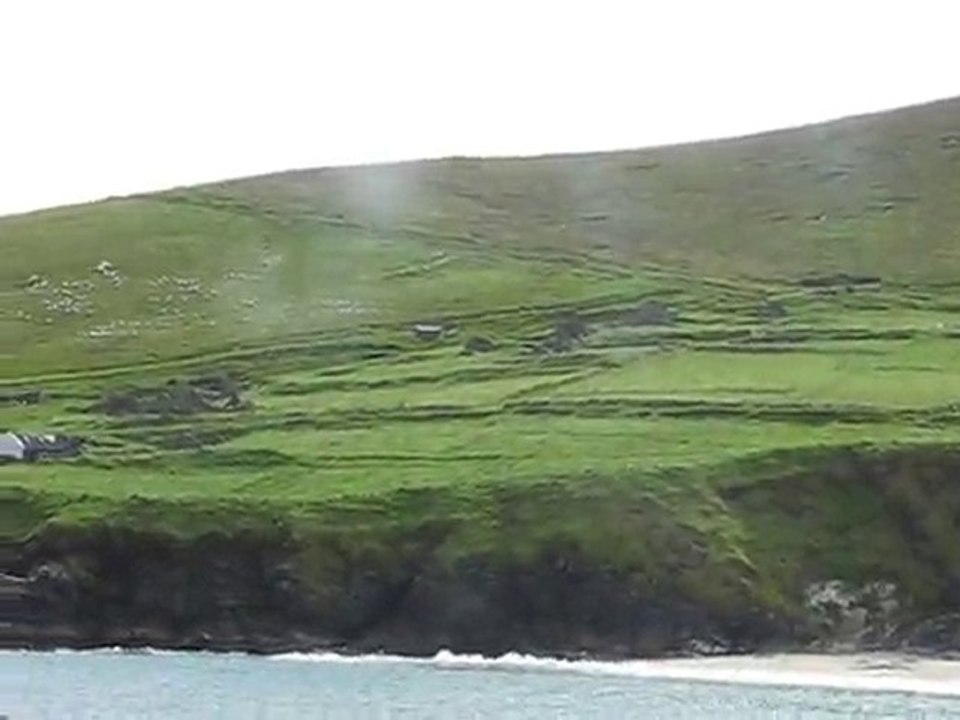 Moutons a Blasket