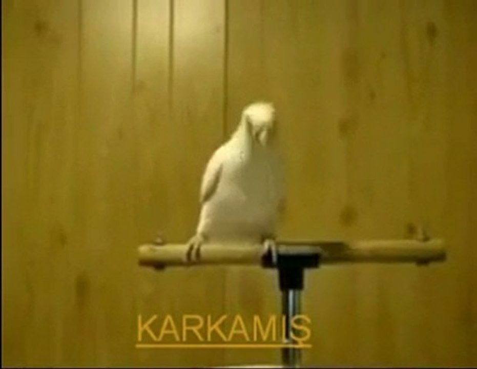 AVŞAR KUŞU-KARKAMIŞ