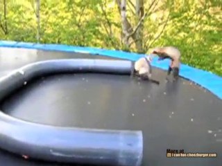 Ferrets Play on Trampoline